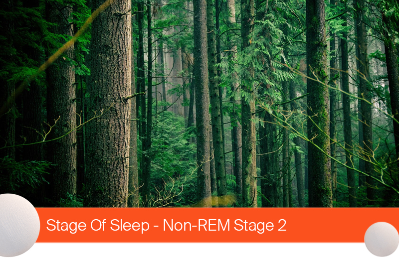 Stage Of Sleep - Non-REM Stage 2